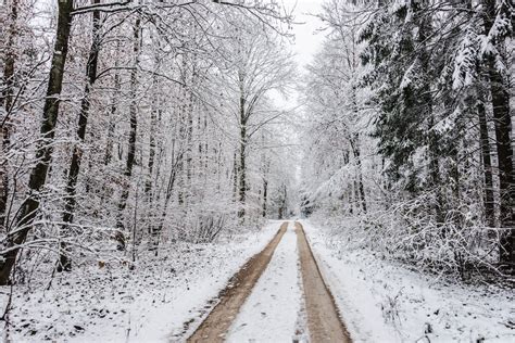Snow Covered Road Between Bare Trees · Free Stock Photo
