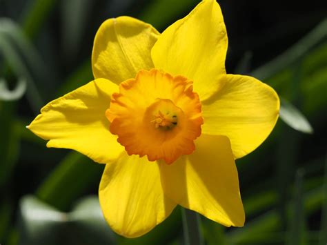 Cosa c'è di più bello che un giardino fiorito giallo, una macchia di colore caldo per il paesaggio. Birth Flowers: March - Daffodils & Jonquils - Growing Family
