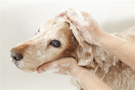 East bay veterinary clinic oakland, ca 94610. Pet Grooming | Veterinarian in Katy, TX | Grand Park ...