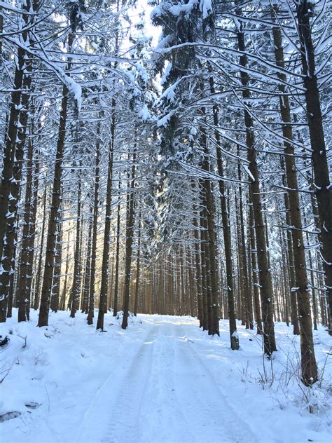 images gratuites arbre forêt branche neige hiver plante lumière du soleil la glace
