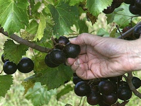 Check spelling or type a new query. How to Grow Muscadine Grapes | how-tos | DIY
