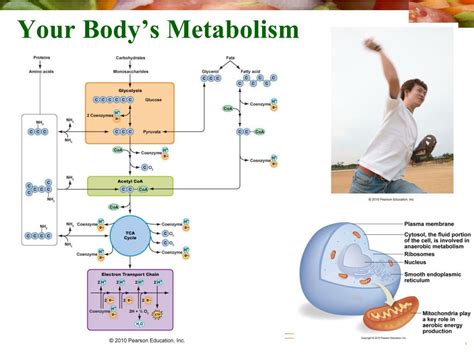 Ppt Your Bodys Metabolism Powerpoint Presentation Free Download