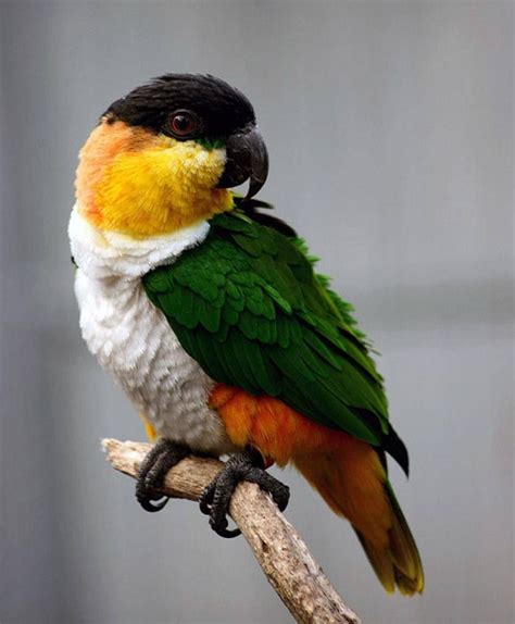 Caicco Parrot | Parrot, Parrot pet, Beautiful birds