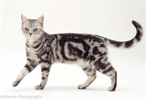 Silver Tabby Cat Photo Wp19145