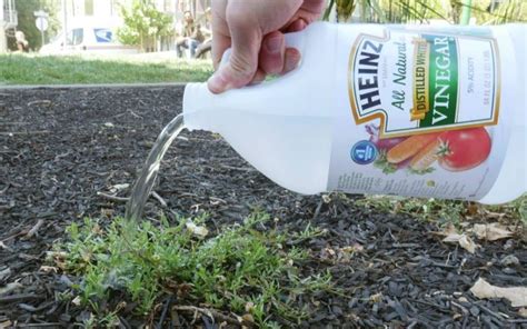 What You Need To Know Before Trying To Use Vinegar As A Natural Weed Killer