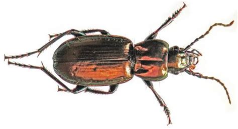 Pterostichus Oreophilus Externepunctatus Joli Carabidae Le Monde