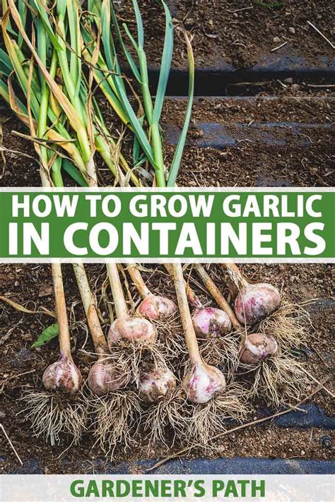 How To Grow Garlic In Containers Gardeners Path Growing Garlic