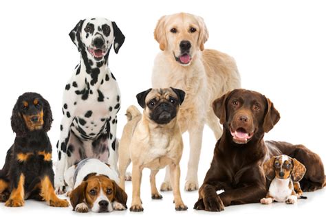 Welk Hondenras Past Bij Mij 10 Populairste Hondenrassen Onze Hond