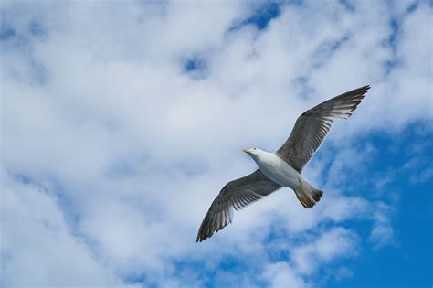 Птица летит в небе 51 фото красивые фото и картинки Pofotoclub