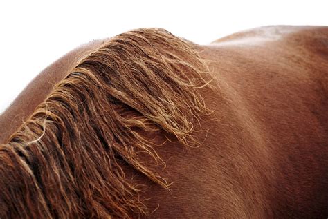 How To Treat And Prevent Saddle Sores On Your Horses Back