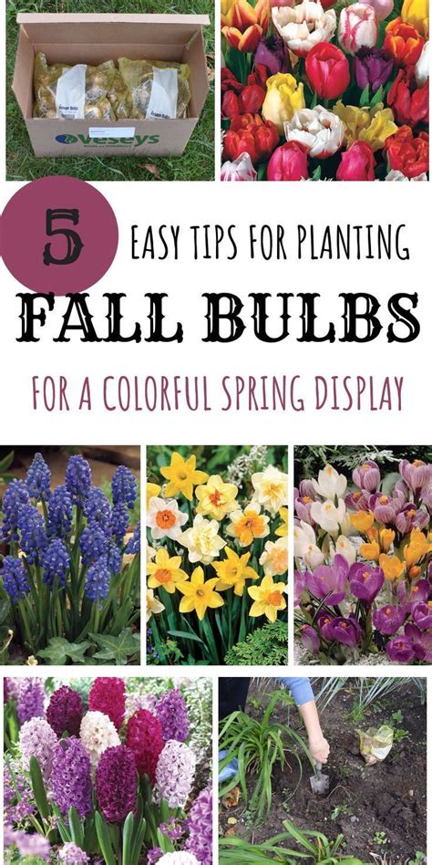 Pin By Amber Aaron On Garden Fall Bulb Planting Fall Bulbs Planting