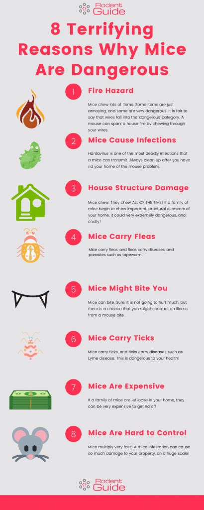 8 Reasons Why Mice Are Dangerous Diy Rodent Control