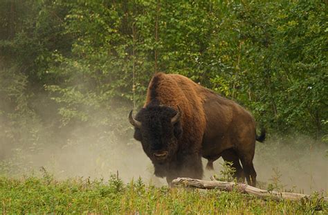 Bison Hd Wallpaper Background Image 2048x1344 Id293923