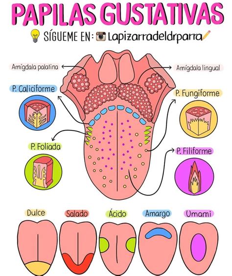 Lista 95 Foto En Que Parte De La Lengua Se Percibe El Sabor Dulce Lleno