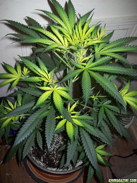 And the plant is still growing well, the leaves have not turned yellow but only the tips. Nitrogen Toxicity?