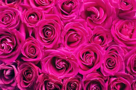 Hd Wallpaper Illustration Photo Of Red Roses Pink Roses Background