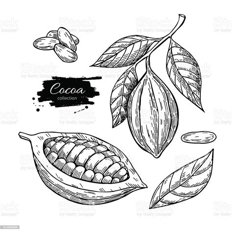 Enchantedlearning.com label the sprouting bean diagram read the definitions, then label the dicot plant diagram below. Cocoa Vector Superfood Drawing Set Isolated Hand Drawn ...