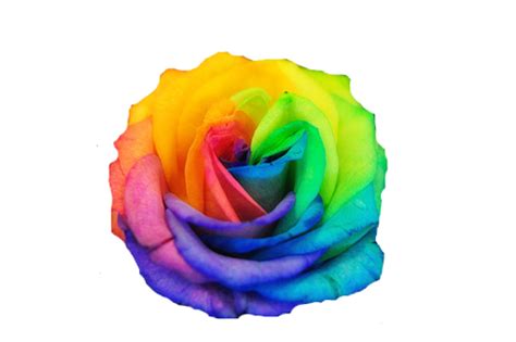 Rainbow Roses Image By Funky Aesthetics On Aesthetic Rainbow Color