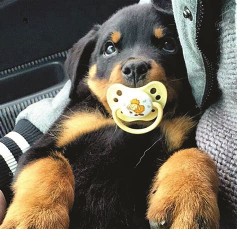 See more of rottie puppies on facebook. Awwwww I just want to give him a big hug!!! | Baby rottweiler, Puppies, Rottweiler puppies