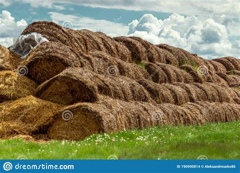Large Bales Of Hay Are Stacked In Large Piles On The Field The Concept