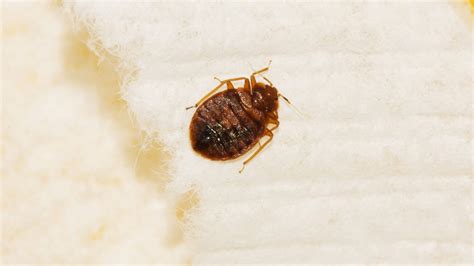 Cost Of Bed Bug Extermination Services Bob Burchill