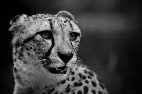 Wallpaper Lion Teeth Nose Big Cats Whiskers Cheetah