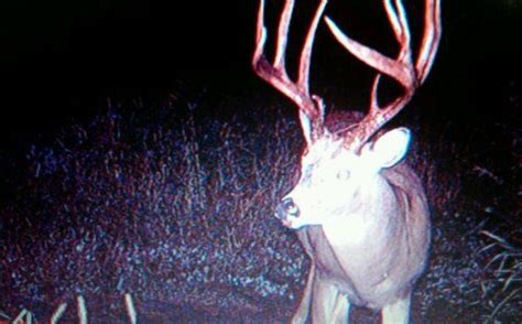 Deer Cam Tips Buck Pics Tell A Tale Whitetail Habitat Solutions