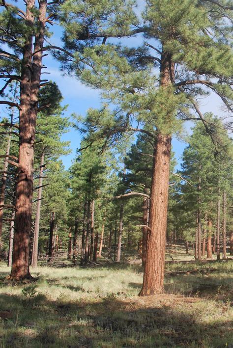 Ponderosa Pine Ecosystem Ecological Restoration Institute