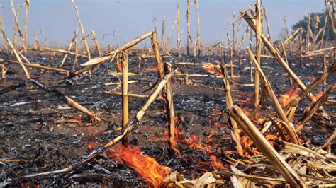 Spaljivao biljne ostatke pa zapalio četiri hektara kukuruza za berbu Poljoprivredne vijesti