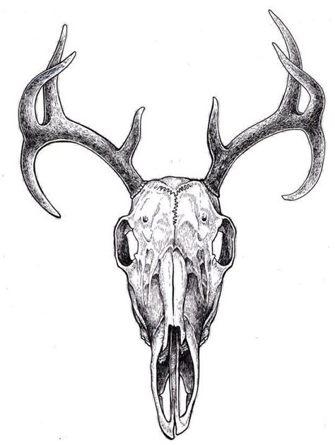 Deer Skull Deer Skull Tattoos Animal Skull Tattoos Deer Skulls