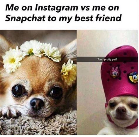 14 Funny Chihuahua Memes That Will Make You Laugh Petpress