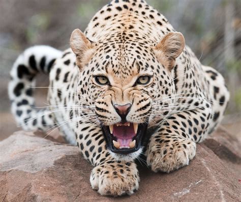 Angry Leopard Wallpaper