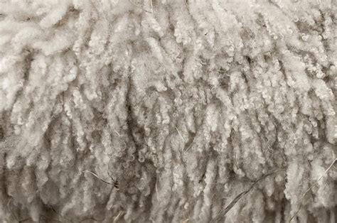 Wool Wikipedia