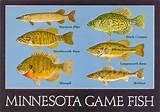 Images of Bass Lake Fish Species