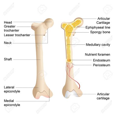 Cortex the shaft has a cortex (outer portion) of dense bony tissue called compact bone tissue. Long Bone Labeled - Part 2 at University of North Carolina ...
