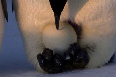 News Sciences Emperor Penguins Are Good Dads