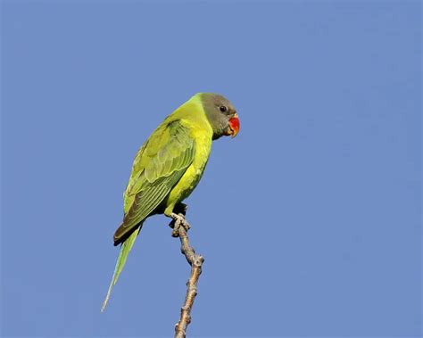 Grey Headed Parakeet Facts Diet Habitat And Pictures On Animaliabio