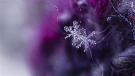Wallpaper Snowflakes Crystals Ice Macro Hd Picture Image