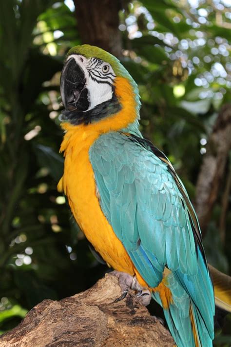 Macaw Tropical Bird Parrot · Free Photo On Pixabay