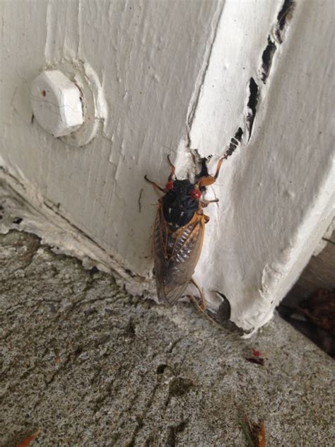 Photos Theyre Here Have You Spotted Cicadas In Northeast Ohio Fox
