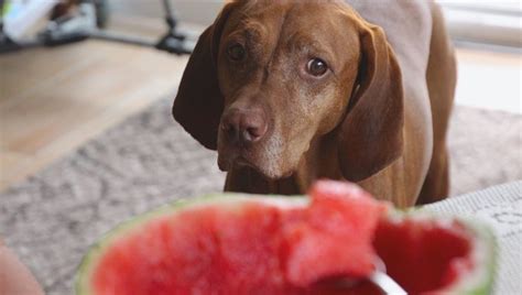 Can Dogs Eat Watermelon Is Watermelon Safe For Dogs