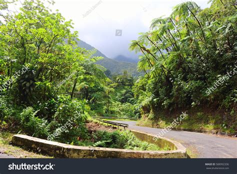 Rainforest Martinique Caribbean Stock Photo 588992336 Shutterstock