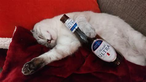Beer On Cat Stuffoncats