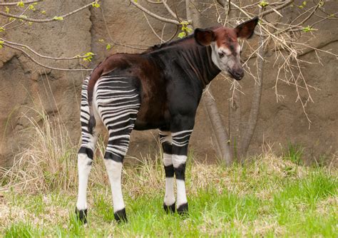 Meet our Okapi Calf, Moyo! | Cincinnati Zoo Blog