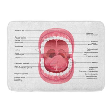 Anatomy Of Floor Of Mouth Anatomy Diagram Book Images And Photos Finder