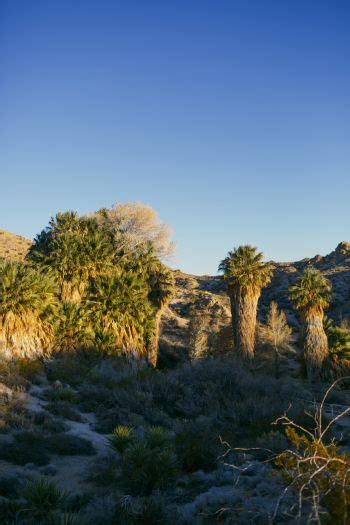 Bring plenty of food and water. Palm Springs + the California Desert | National parks ...