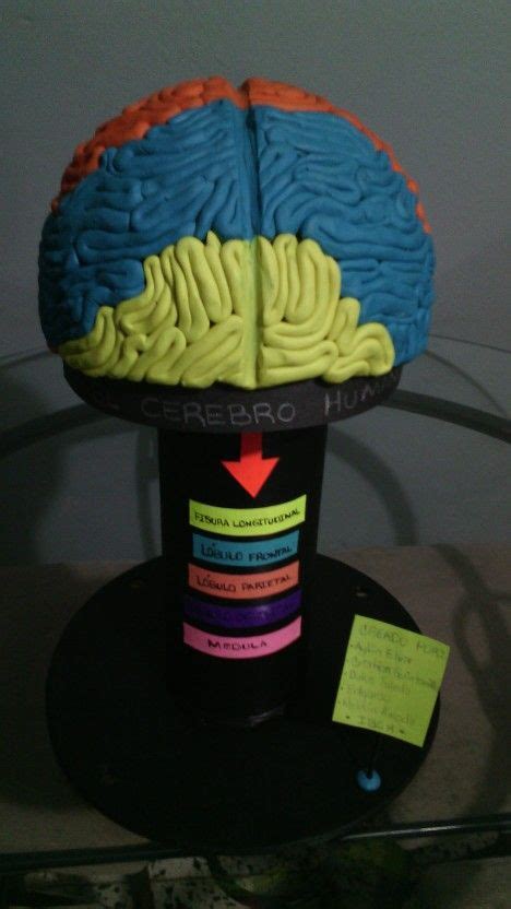 Maqueta Del Cerebro Humano Maqueta Del Cerebro Maquetas Cerebro