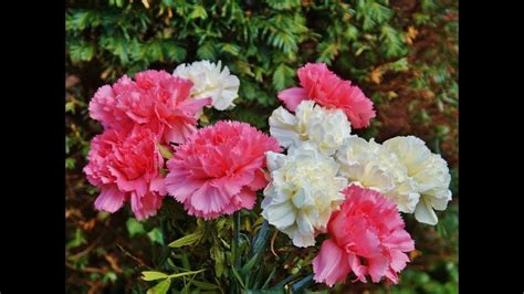 Most Stunningly Beautiful Carnation Flowers Flowers Romantic Flowers Carnations