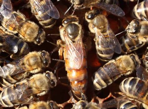 A female bee with fully developed reproductive organs. The Role of the Queen Bee - PerfectBee