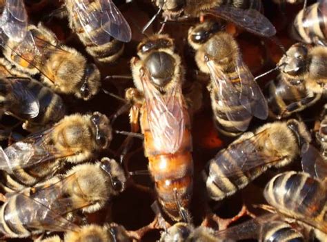 There are many species of bees, but they do not all live and behave in the same way. The Role of the Queen Bee - PerfectBee